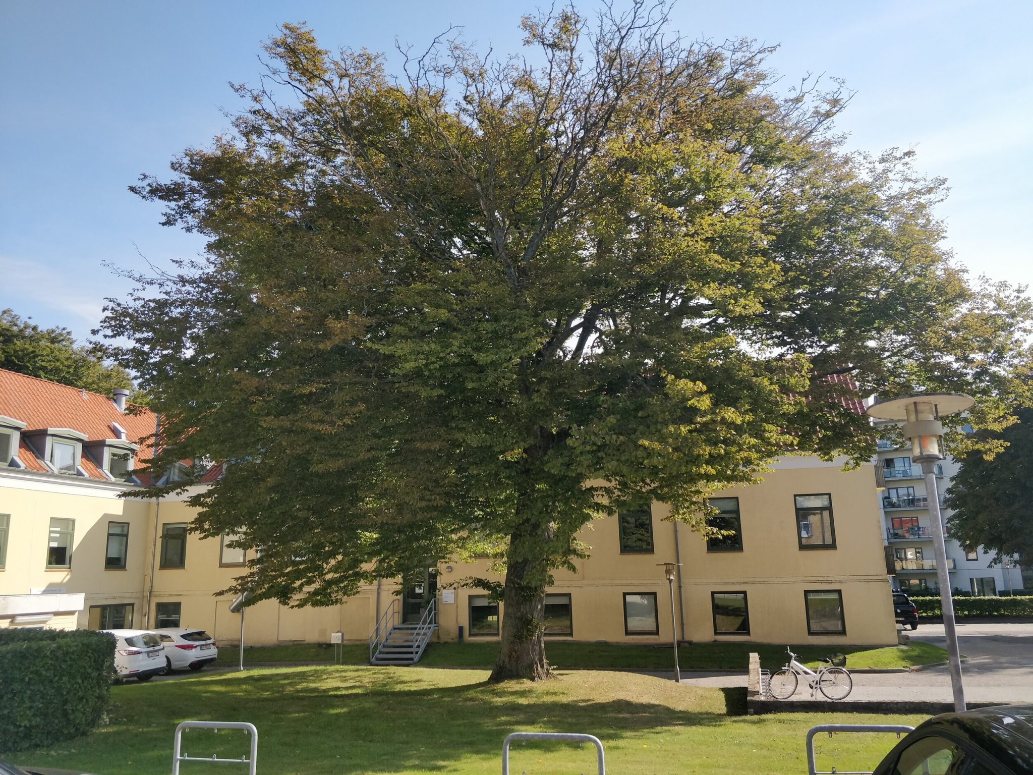 træ foran kastaniegården
